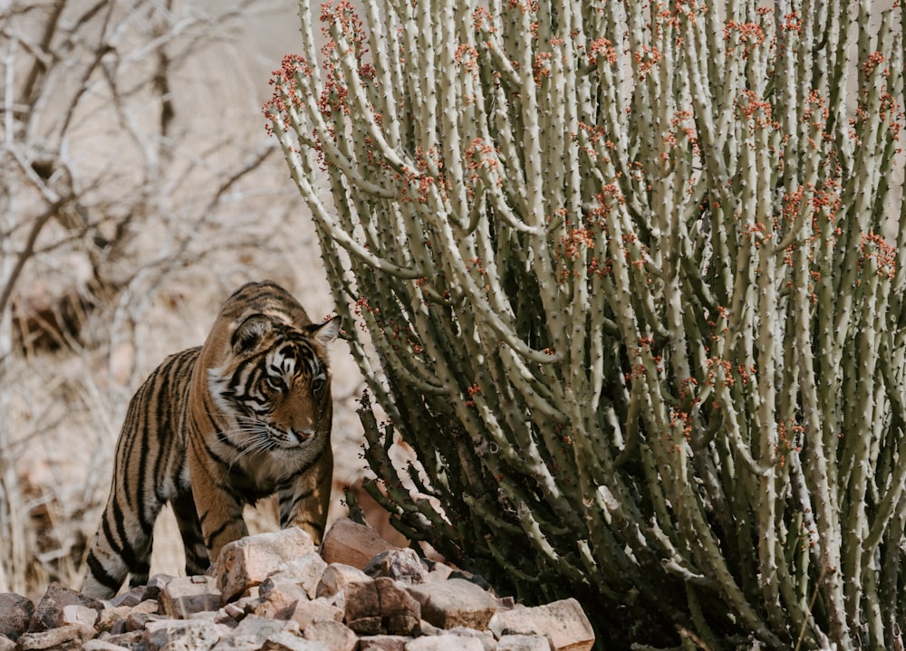 Tiger in der Nähe von grüner Pflanze