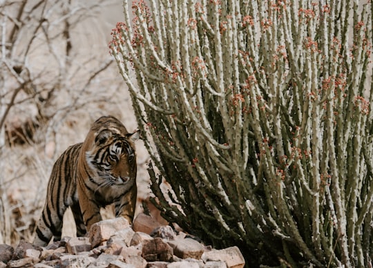 tiger near green plant in Ranthambore National Park India