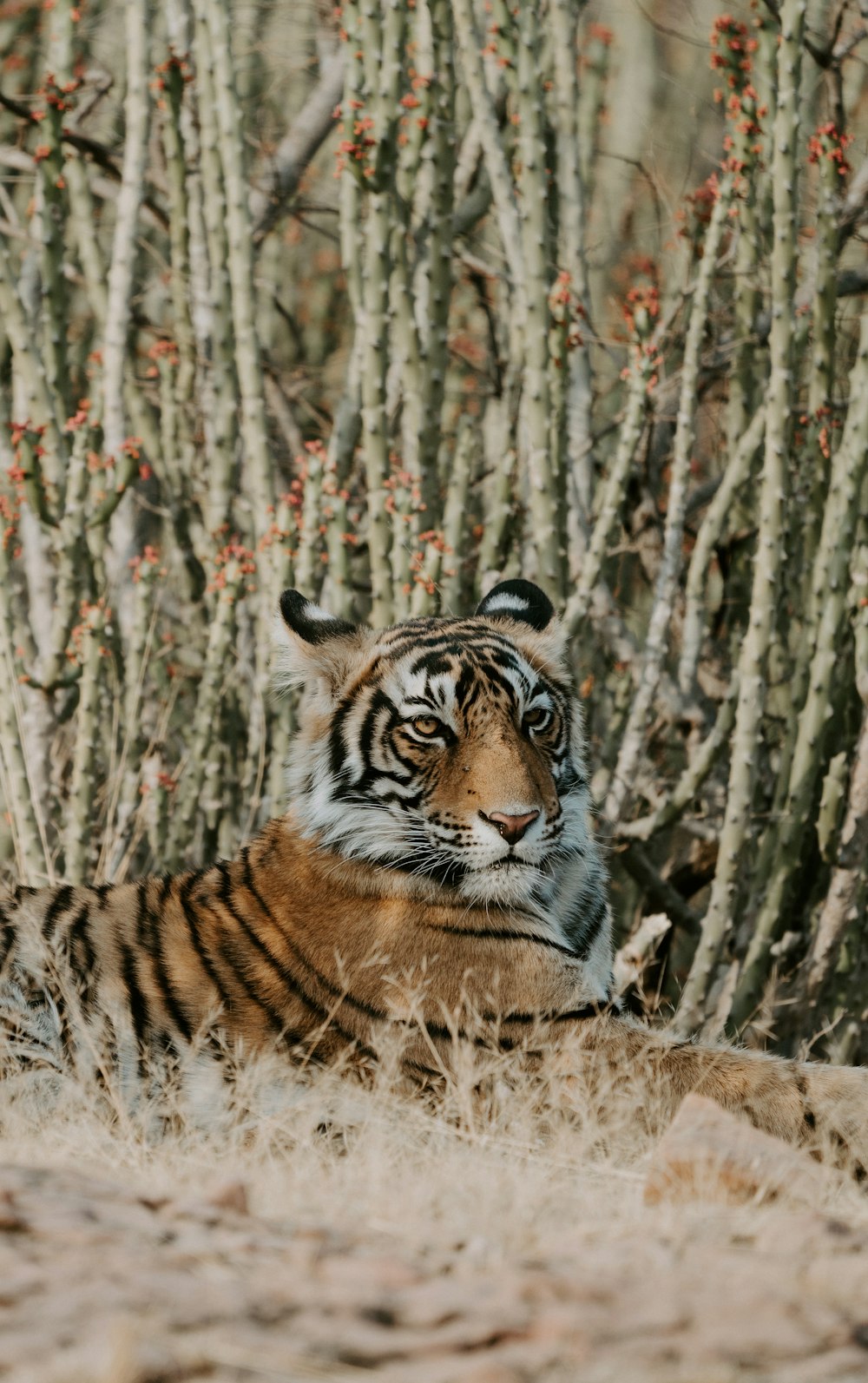 Tiger, der auf Gras liegt