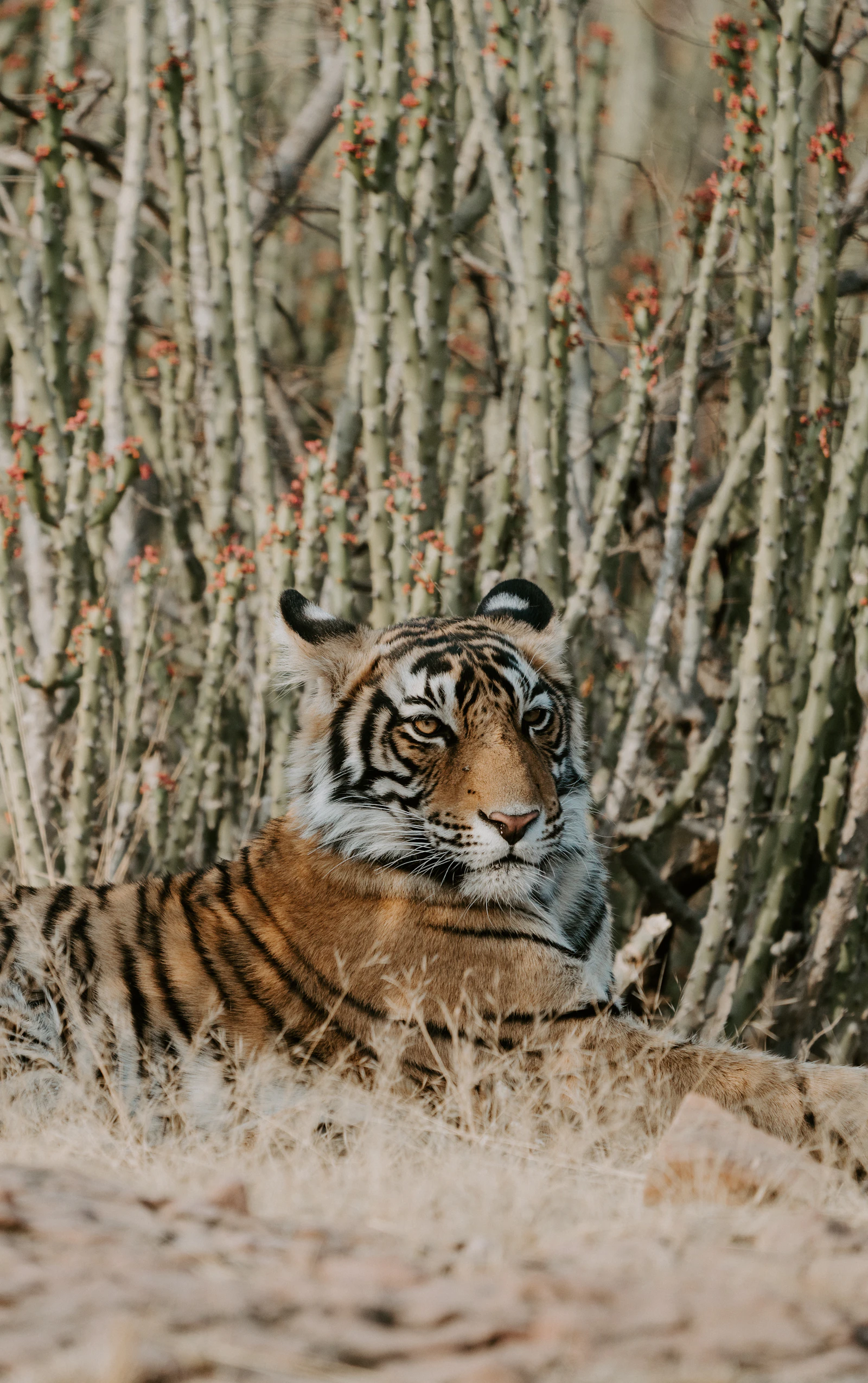 Tigers & Wild India