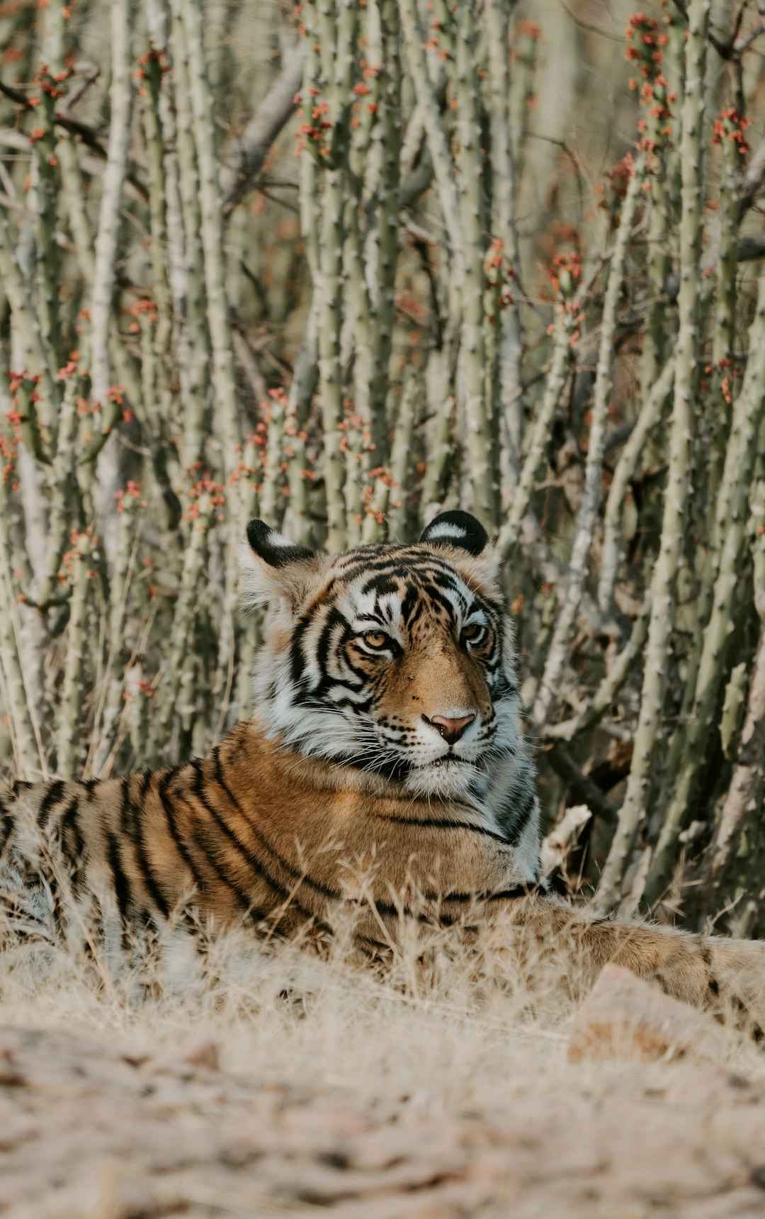 tiger laying on grass