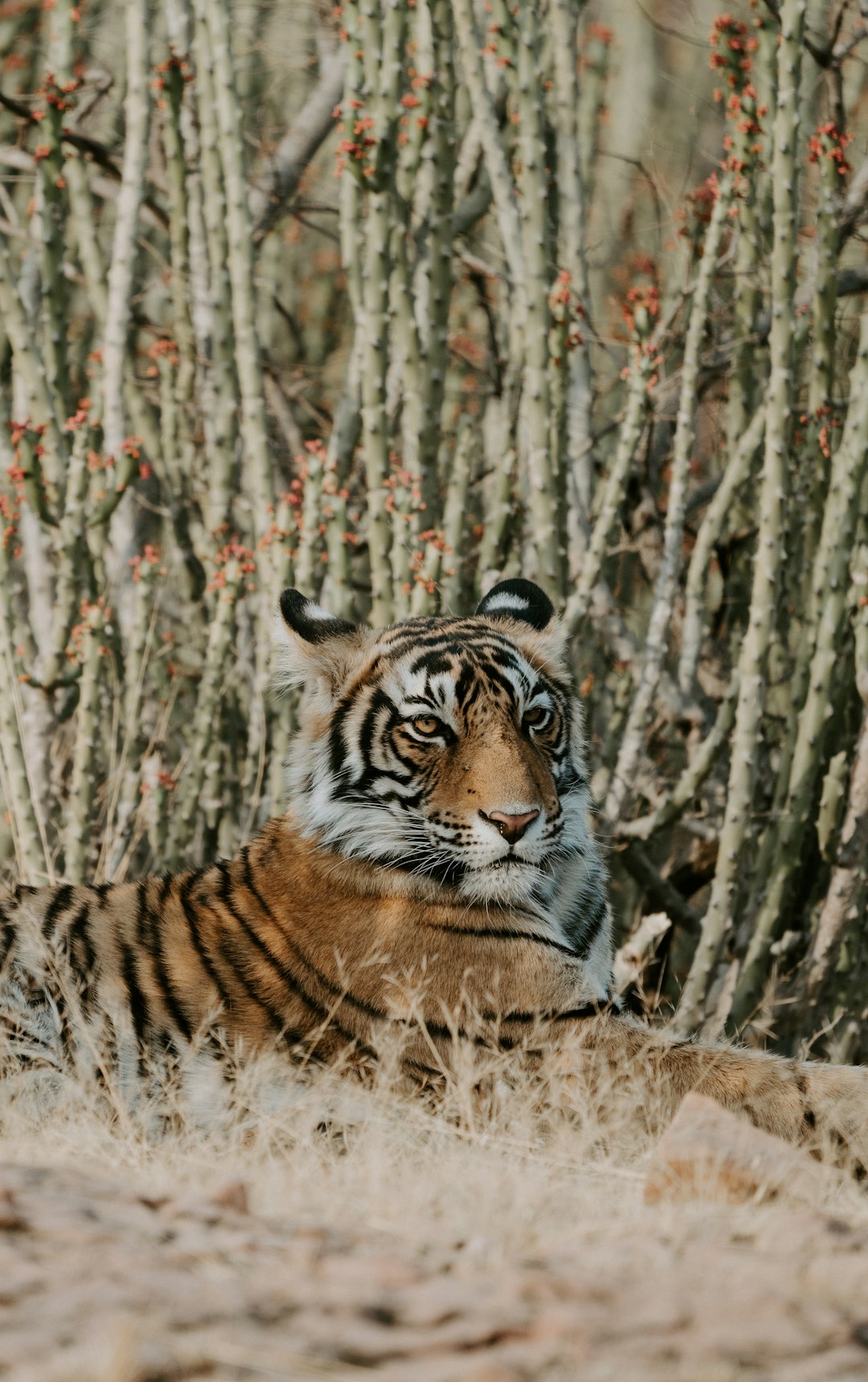 Golden Triangle Tour with Ranthambore