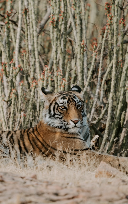 tiger laying on grass in Ranthambore National Park India