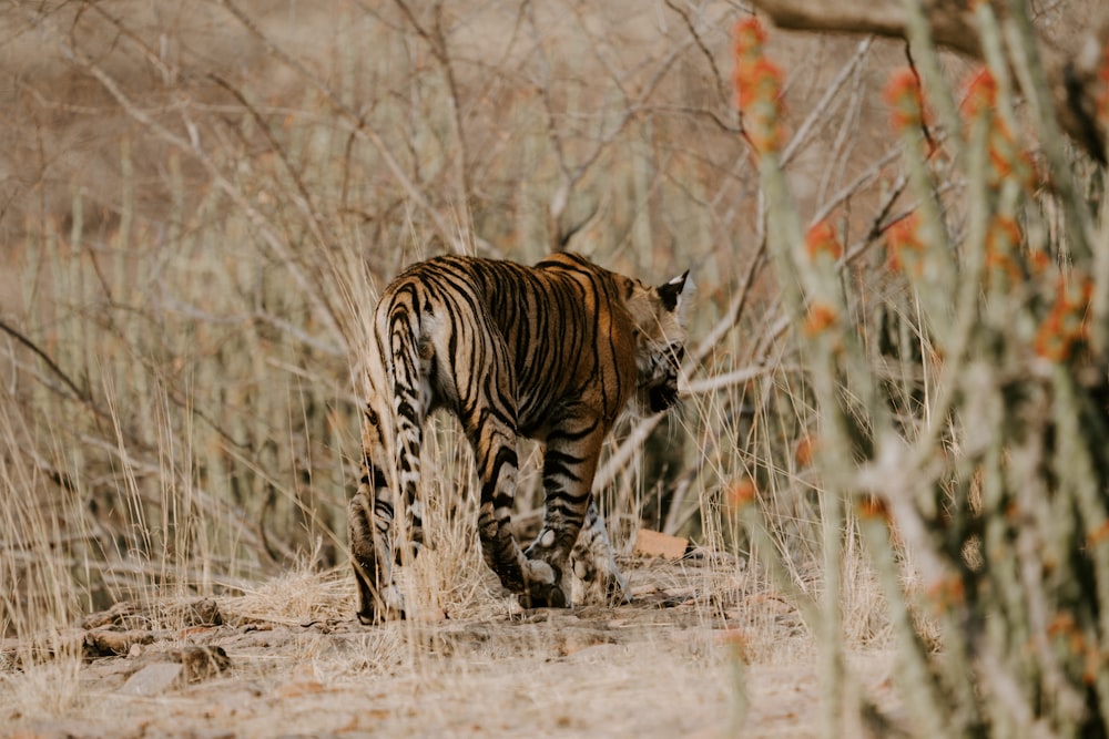 brown and white tiger on near bush