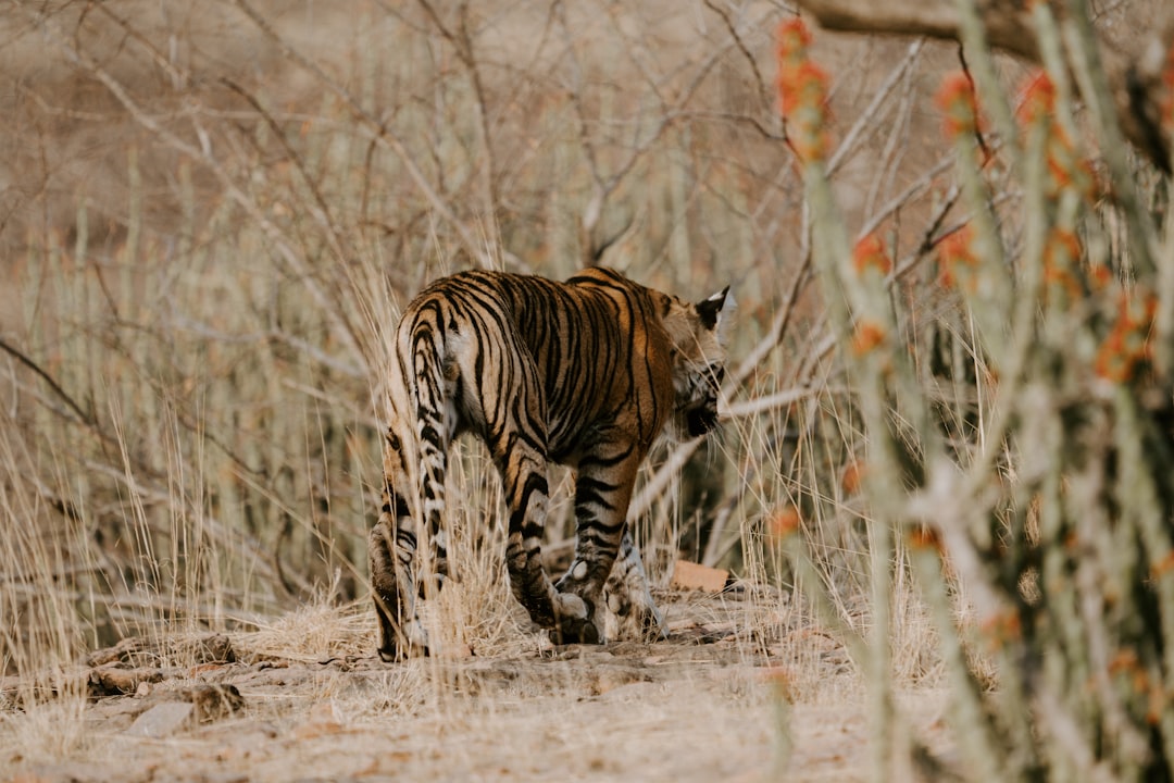 Travel Tips and Stories of Ranthambore National Park in India
