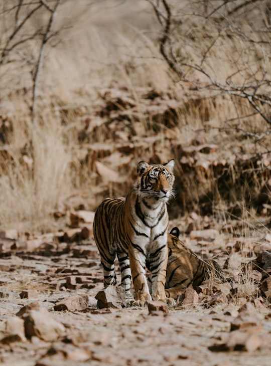 brown and white tiger in Ranthambore National Park India