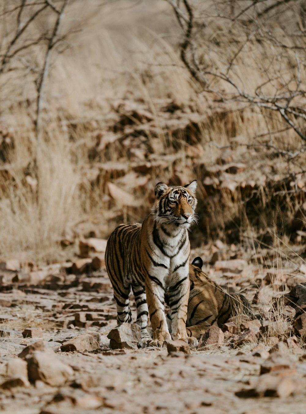 brown and white tiger