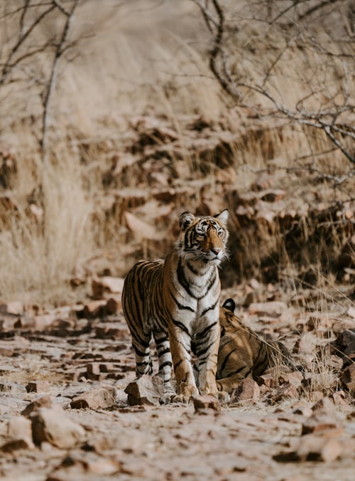 Ranthambore tiger safari