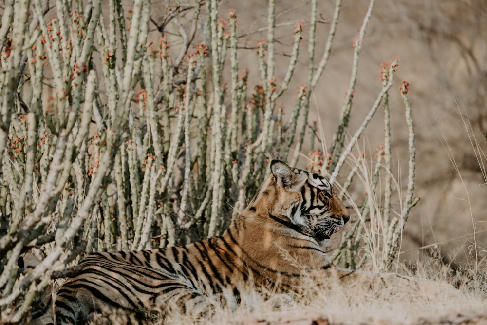 bengal tiger laying on grass