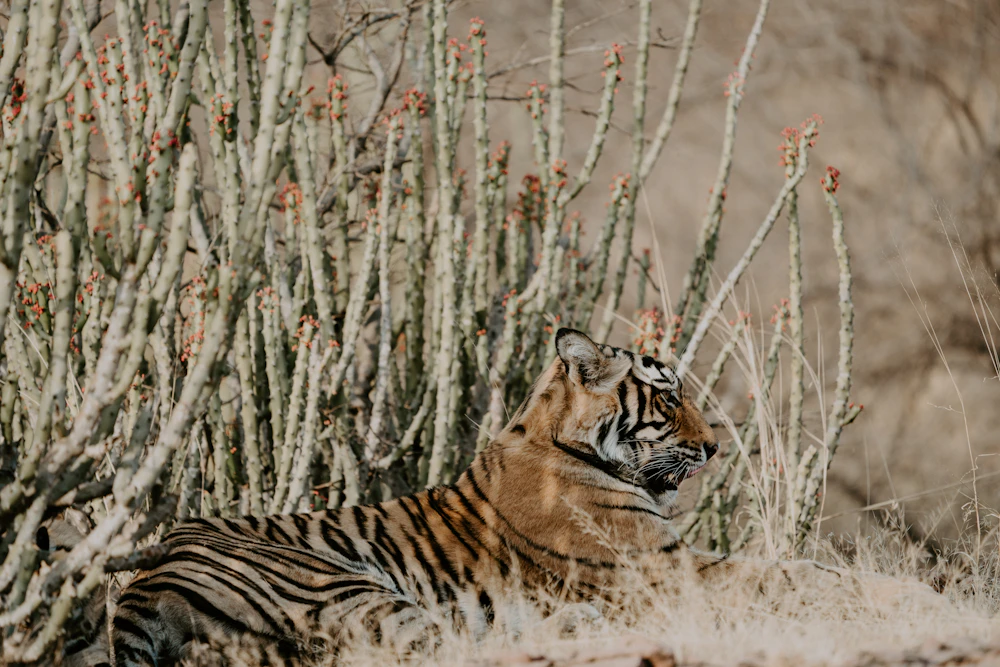 Bengal tiger resting in the grass at Ranthambhore