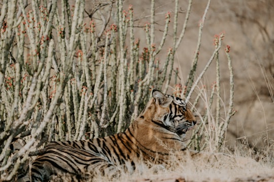 bengal tiger laying on grass in Ranthambore National Park India