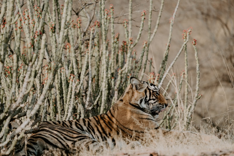 Ranthambore — Bengal Tiger