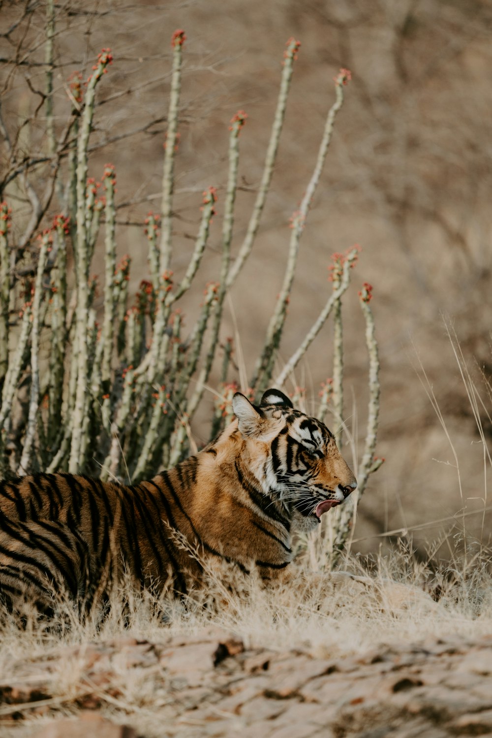 Tigre de Bengala perto da flor