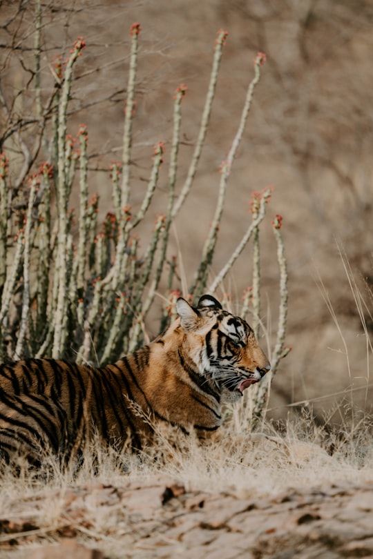 bengal tiger near flower in Ranthambore National Park India