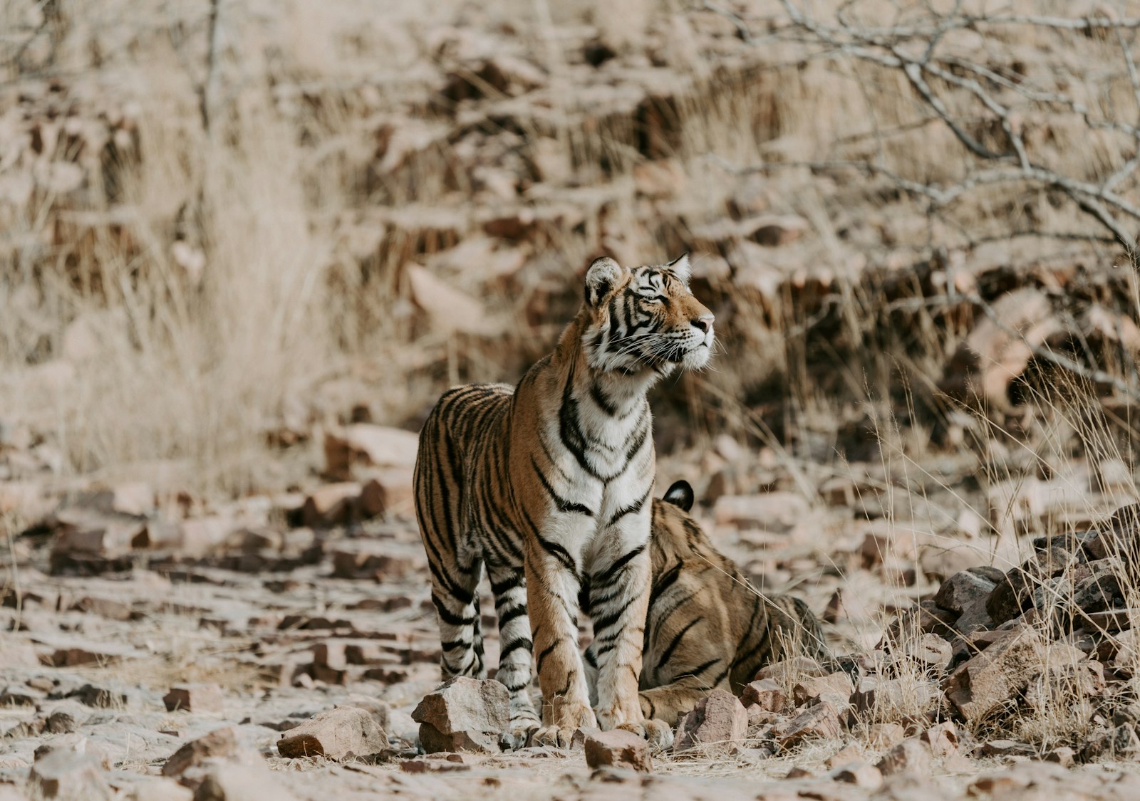 Sony FE 100-400mm F4.5-5.6 GM OSS sample photo. Two orange-and-white tigers on photography