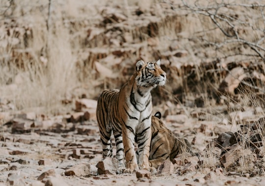 two orange-and-white tigers on ground in Ranthambore National Park India