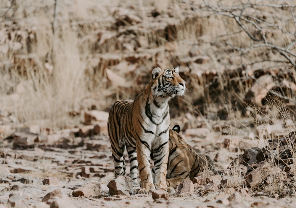 two orange-and-white tigers on ground