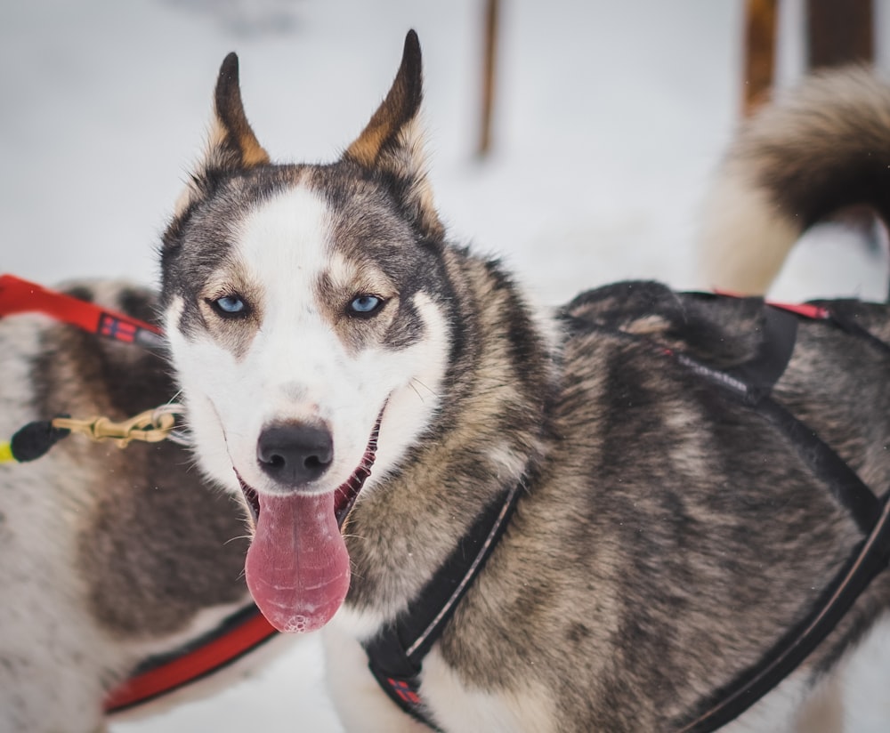 Cão husky siberiano