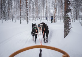 two animals carrying carriage on snow covered field