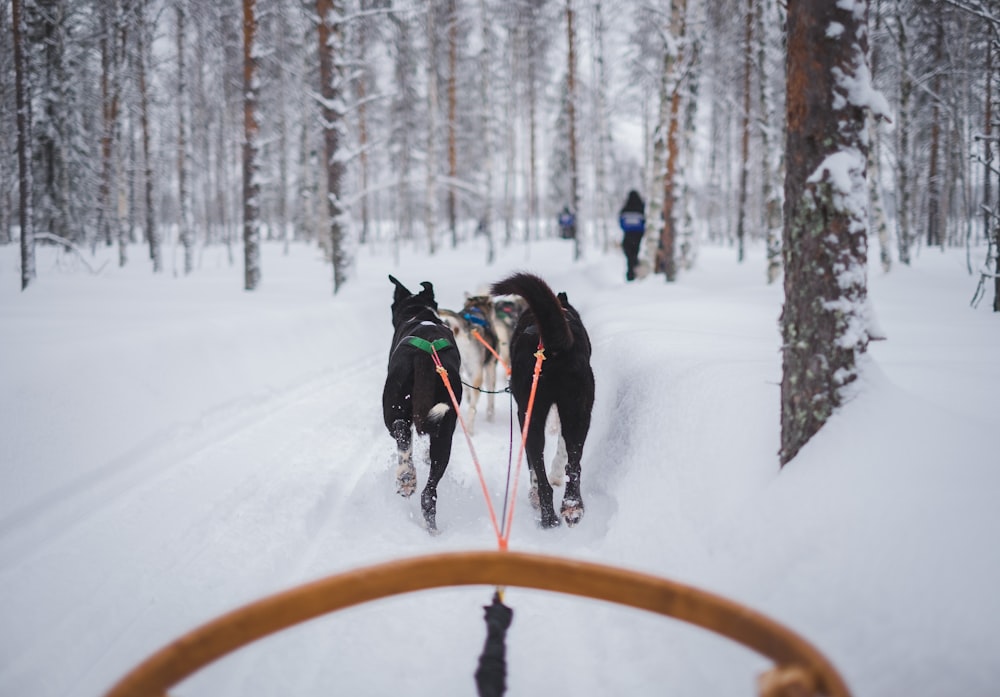 two animals carrying carriage on snow covered field