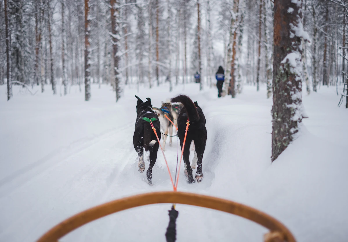 Dog sledding in Lapland