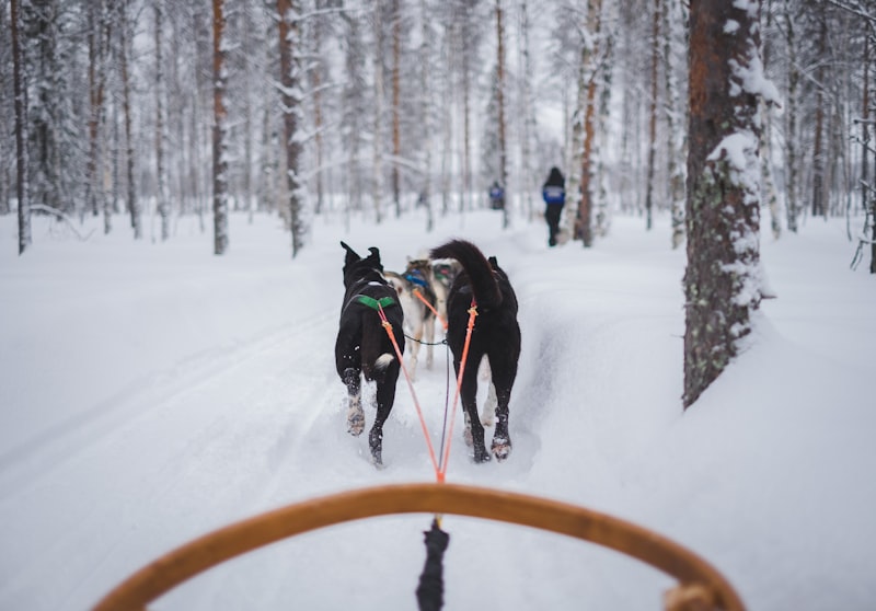 two animals carrying carriage on snow covered field