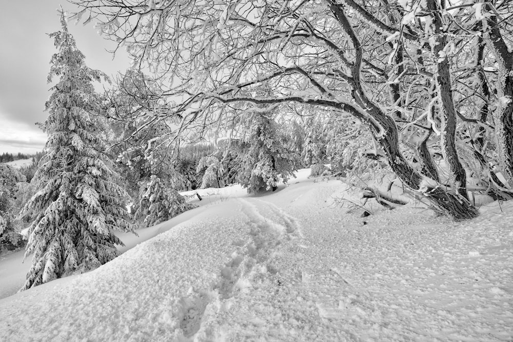 foto em tons de cinza de árvores cobertas de neve