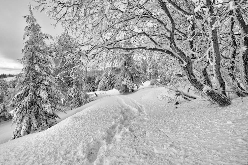Graustufenfoto von schneebedeckten Bäumen