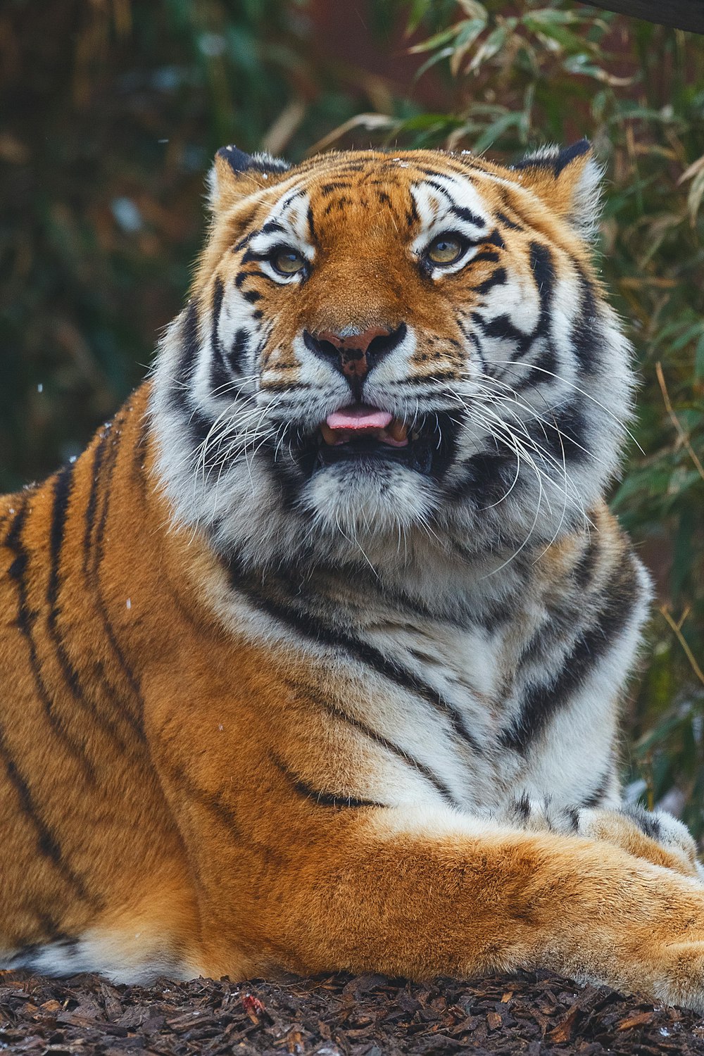 tigre del Bengala