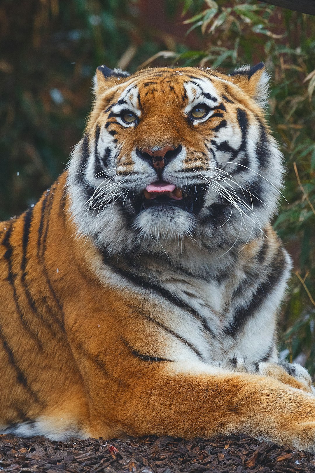 bengal tiger