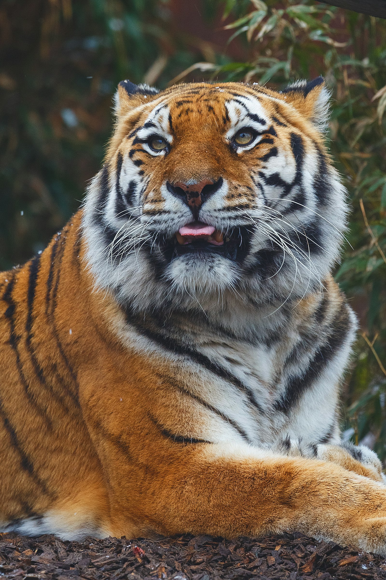 Canon EF 100-400mm F4.5-5.6L IS II USM sample photo. Bengal tiger photography