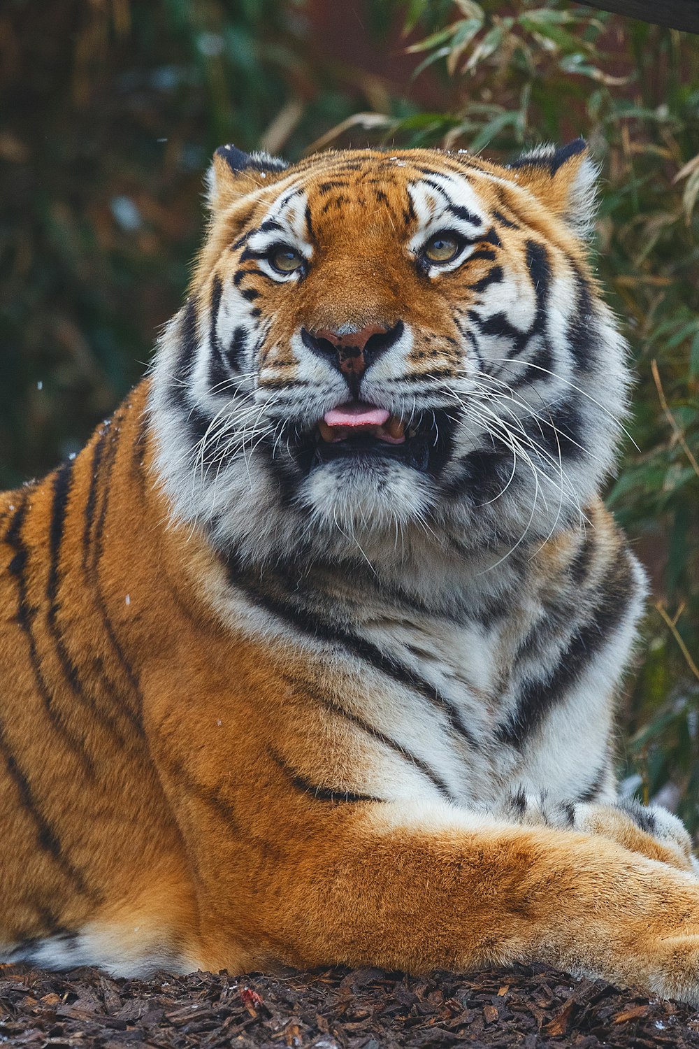 Bengalischer Tiger