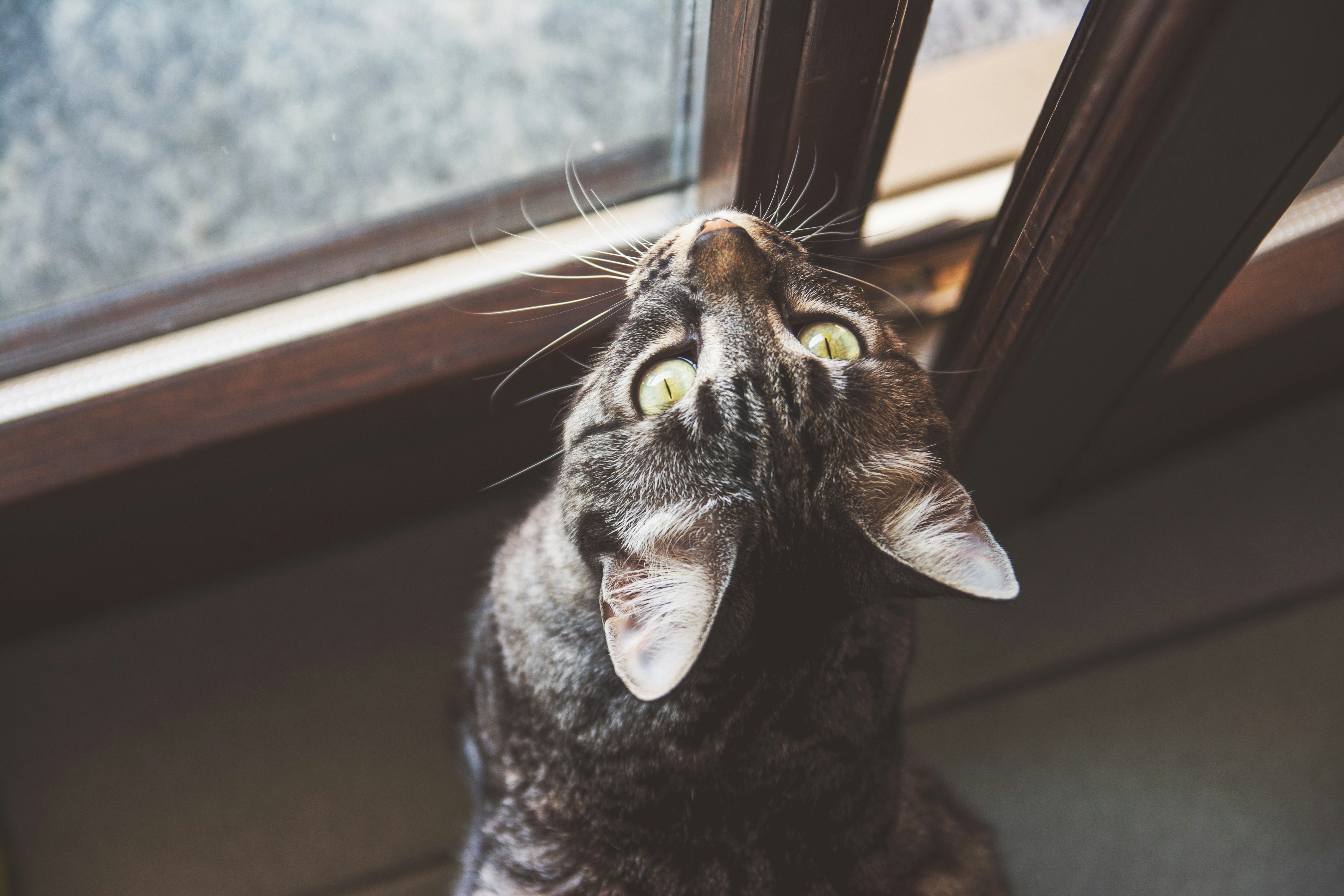 Signs Your Cat Is Attached to Routine (image credits: unsplash)