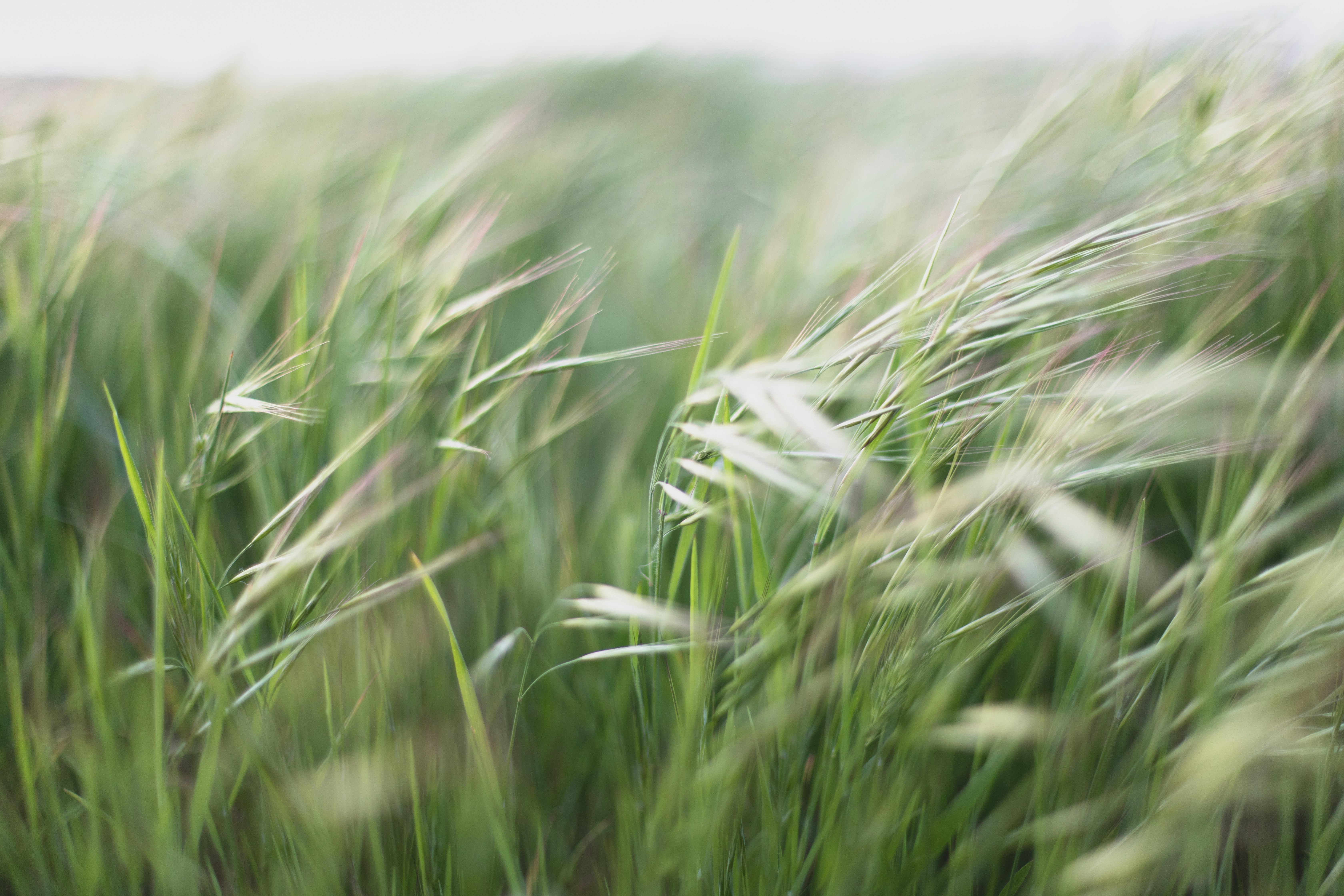 green grass field