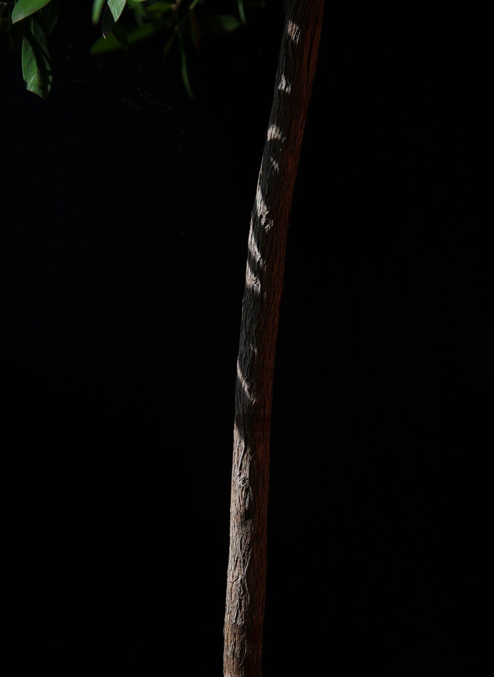 a small tree with green leaves on a black background