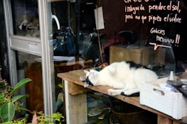 A cat lounging comfortably with various pet products surrounding it.