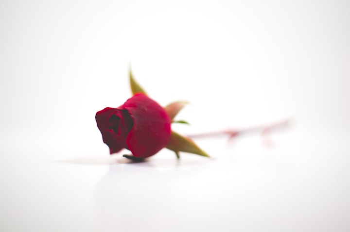 The Crimson Rose
