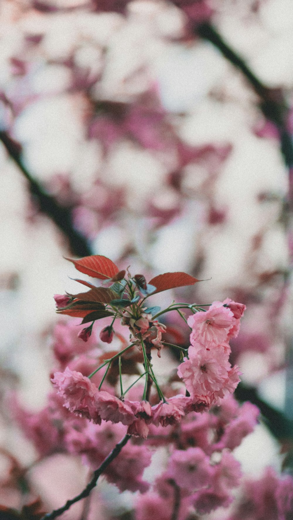 pink petaled flower