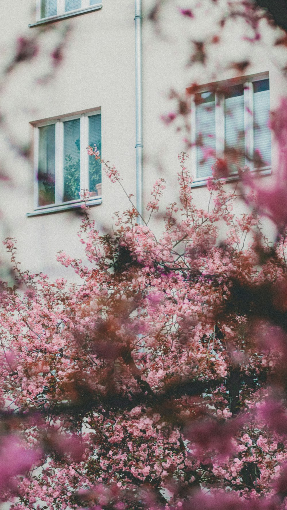 closeup photo of pink petaled flowers near building