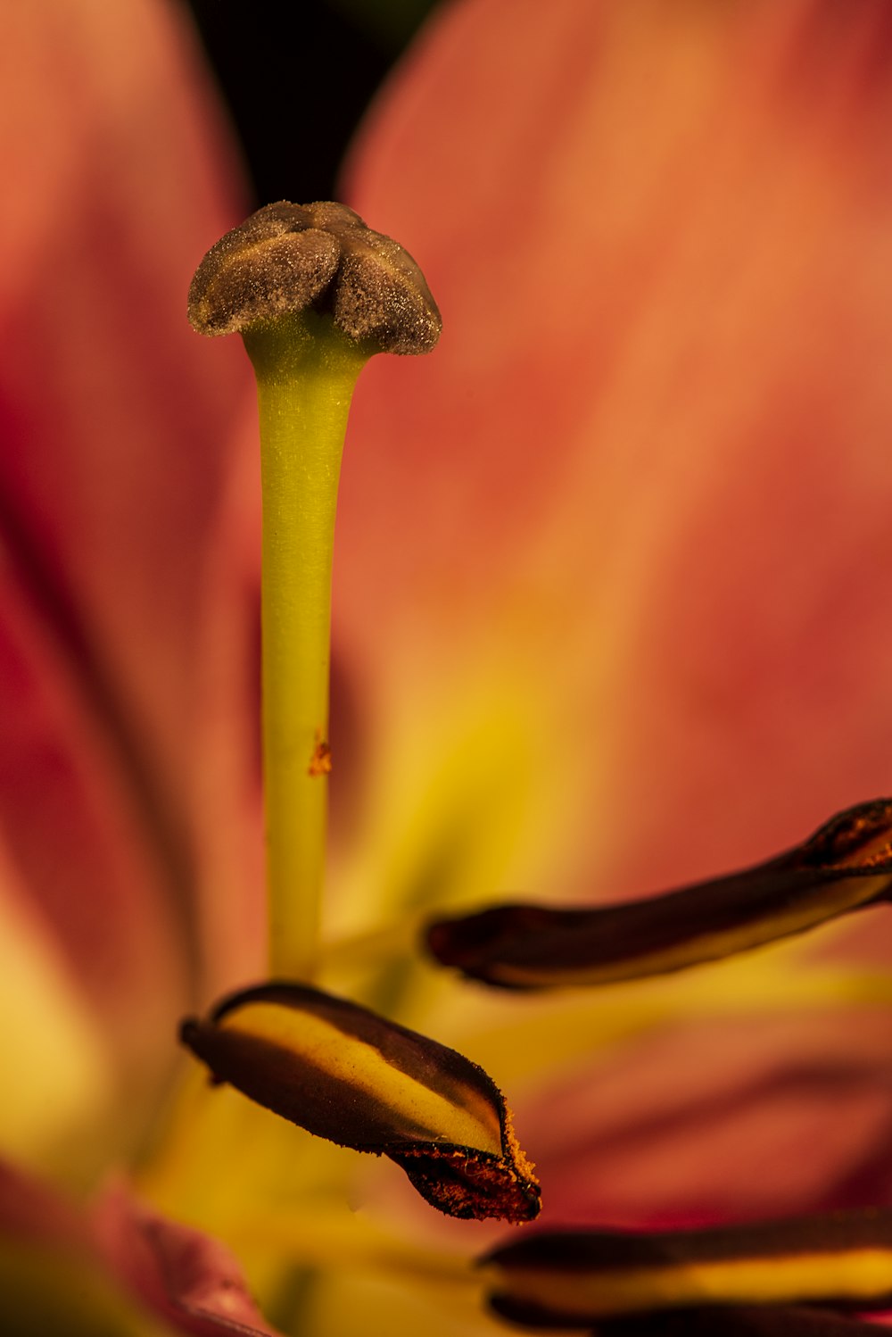 shallow focus photography of plant