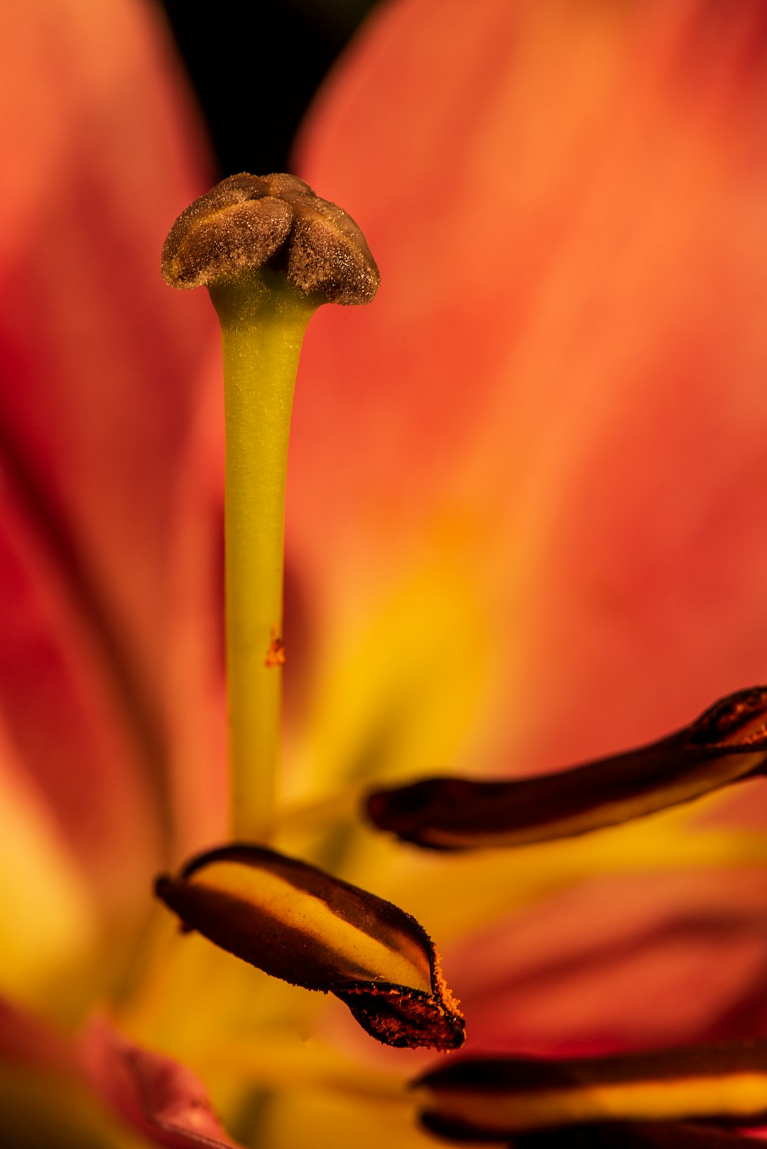 shallow focus photography of plant