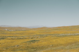 The rolling foothills of the Sierra Nevada with wildflowers blooming in the foreground