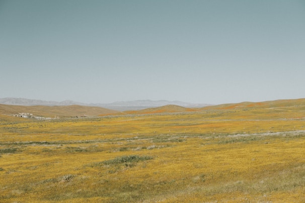 The rolling foothills of the Sierra Nevada with wildflowers blooming in the foreground