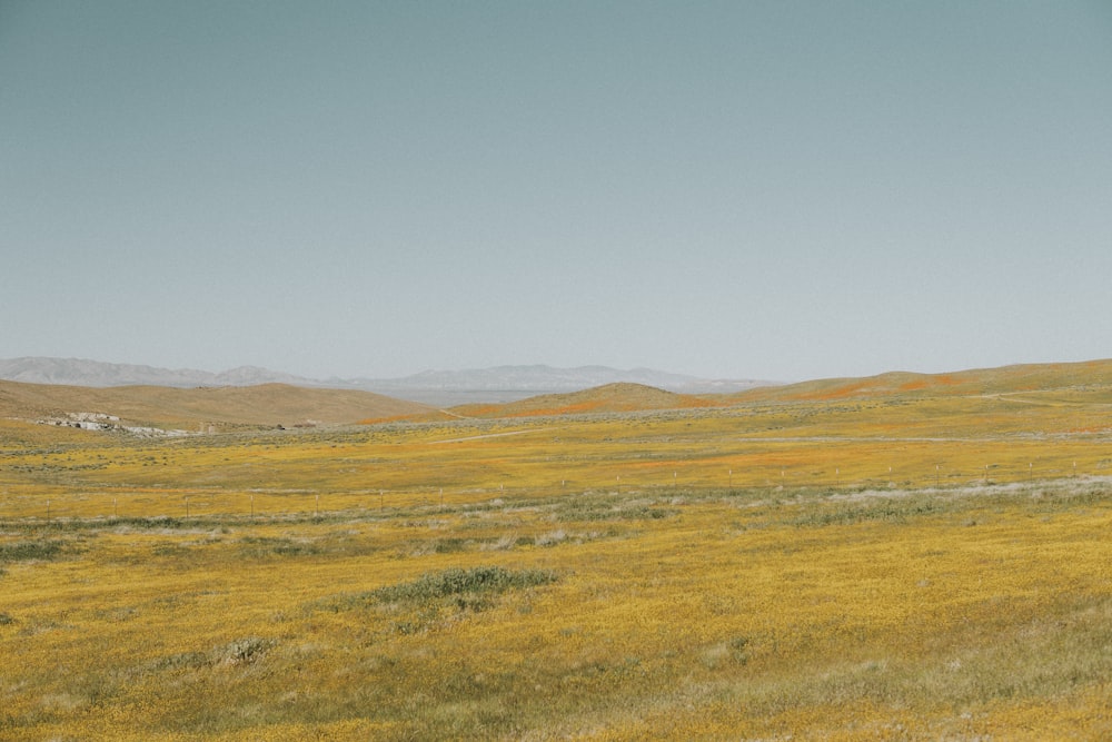 land covered in grass