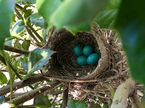 A bird's nest is nestled among green leaves and branches, containing four vibrant blue eggs. The nest is made of woven twigs and grass, creating a cozy and secure environment for the eggs.