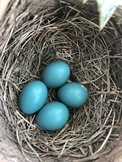 four blue eggs on nest