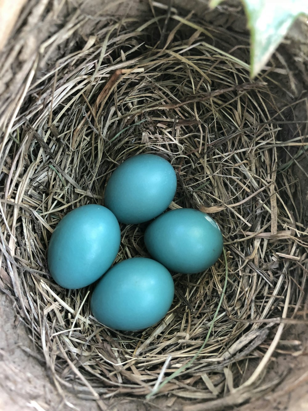 Vier blaue Eier auf dem Nest