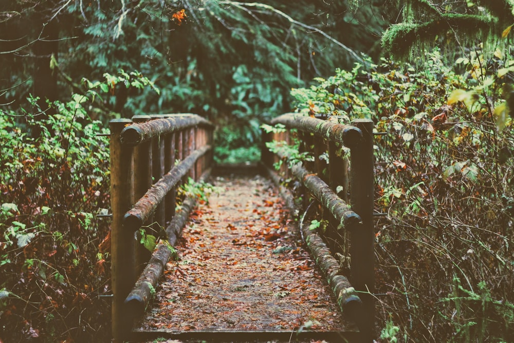 Pont en bois marron entre les arbres