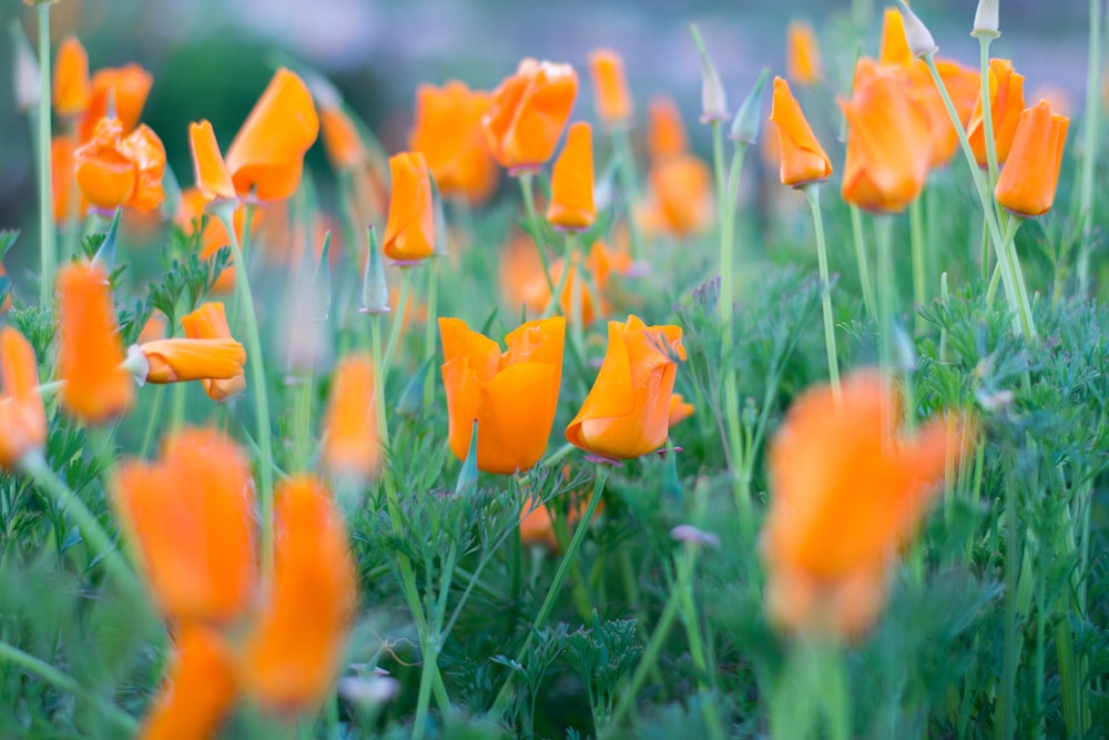 Fotografía de enfoque superficial de tulipanes naranjas