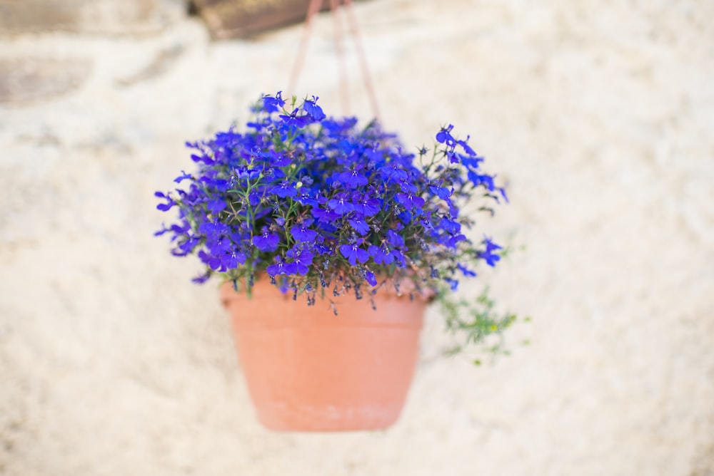 purple petaled flower with pot hang on wall